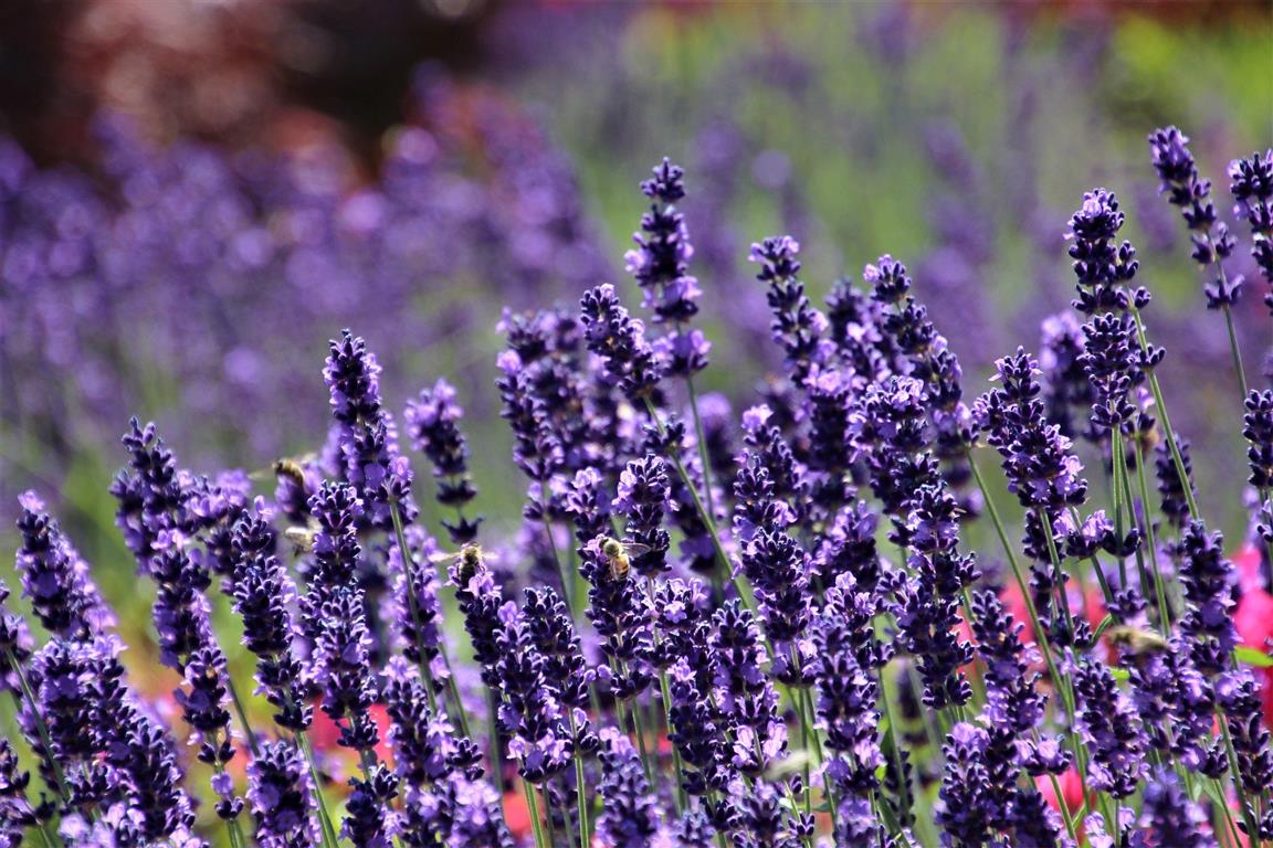 Lavandula intermedia Sensational!