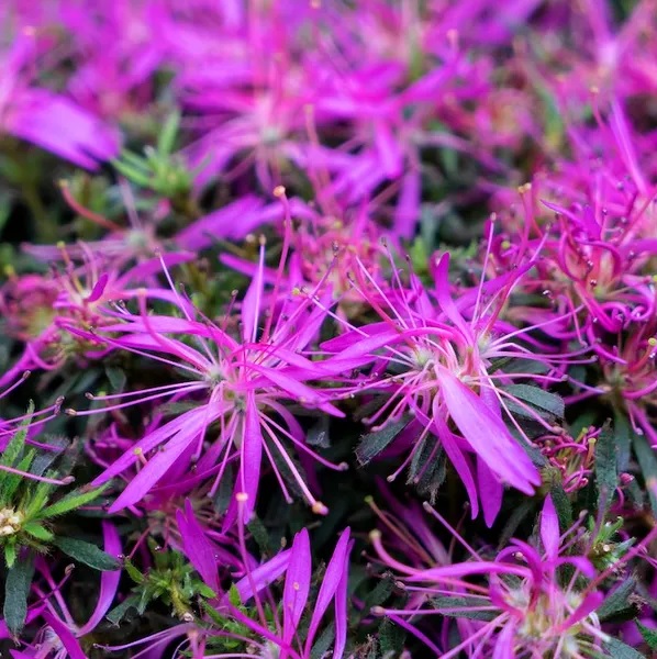 Azalea StarStyle®