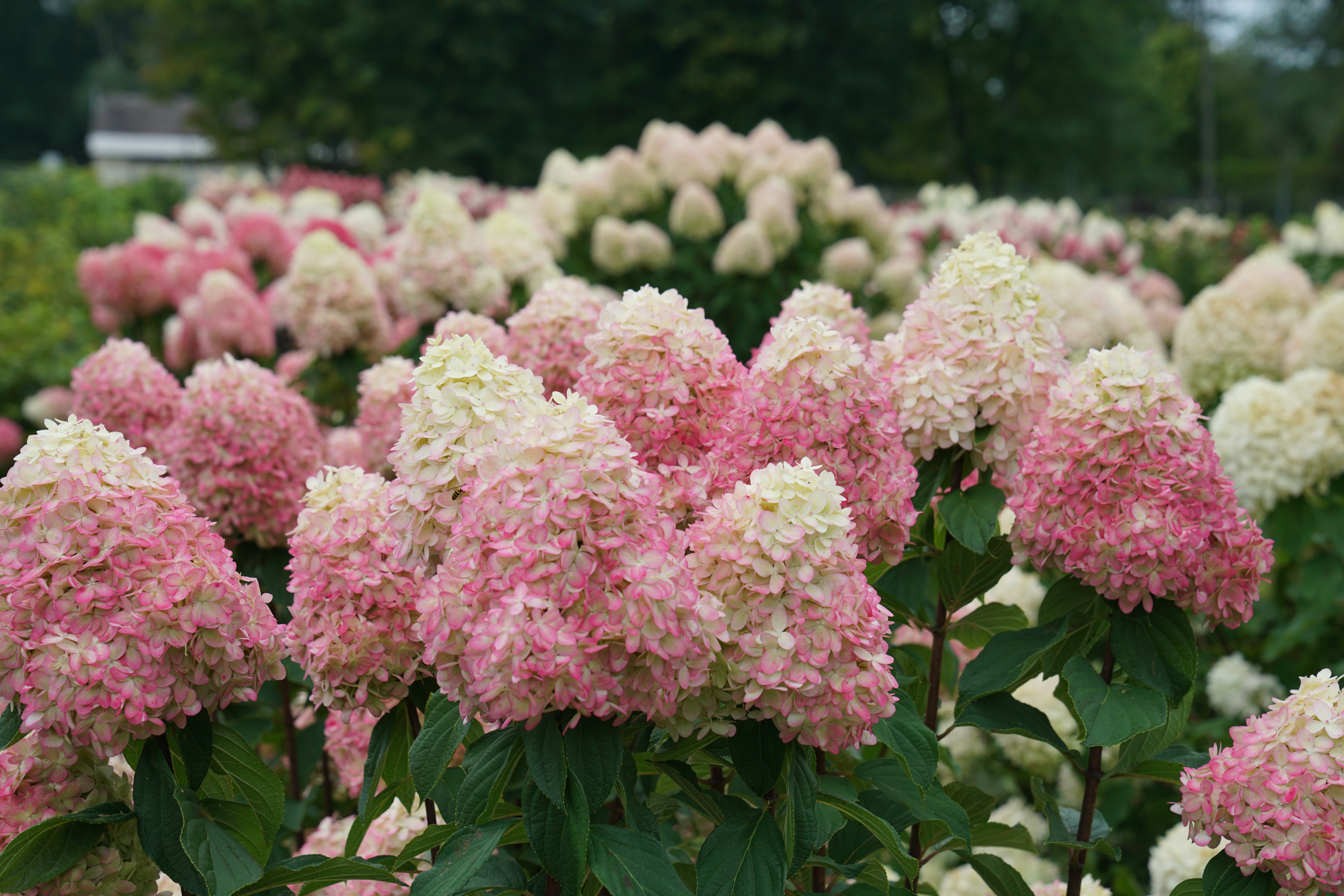 The Weekspecial Tuincentrum