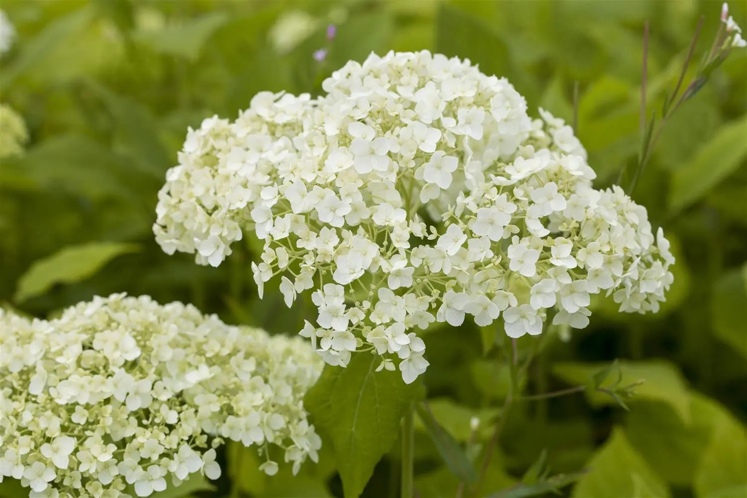 Hydrangea arb. 'FlowerWOW'