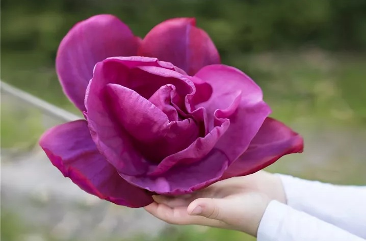 Magnolia ‘Meganolia®’