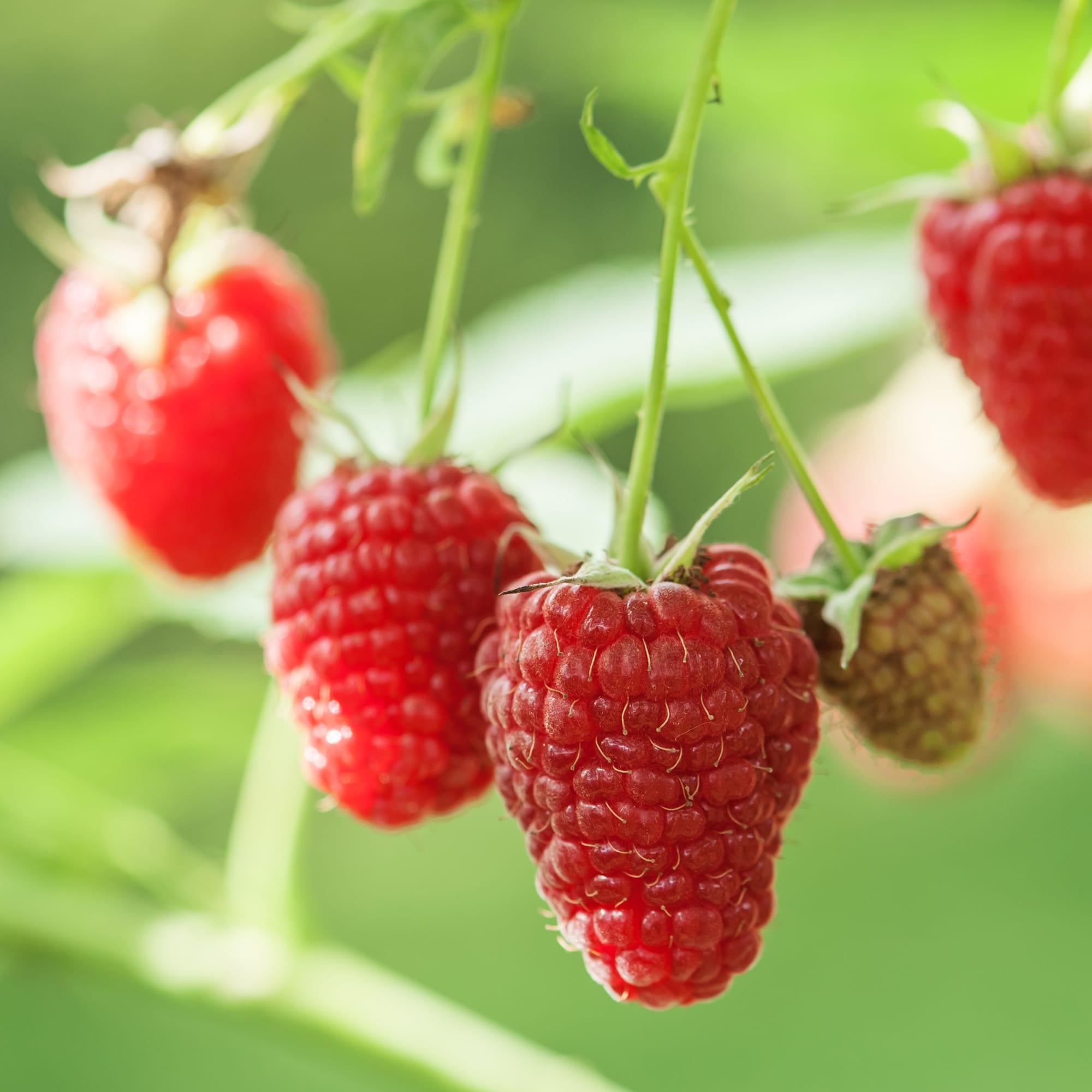 Rubus id. 'Raspbeary'®