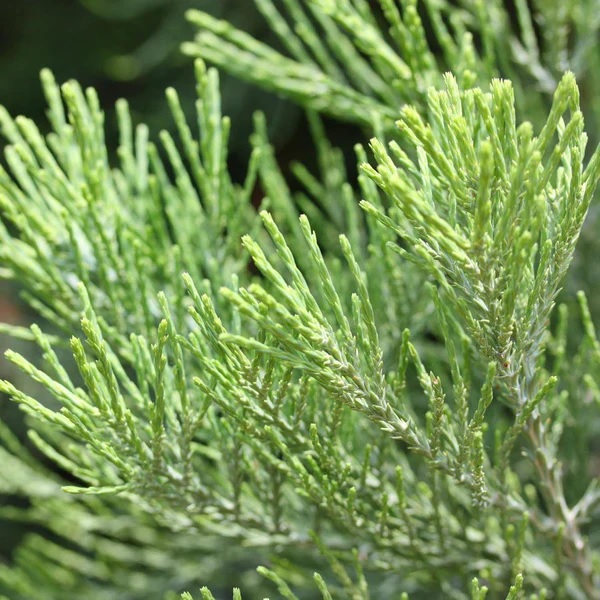 Redwood Collection®