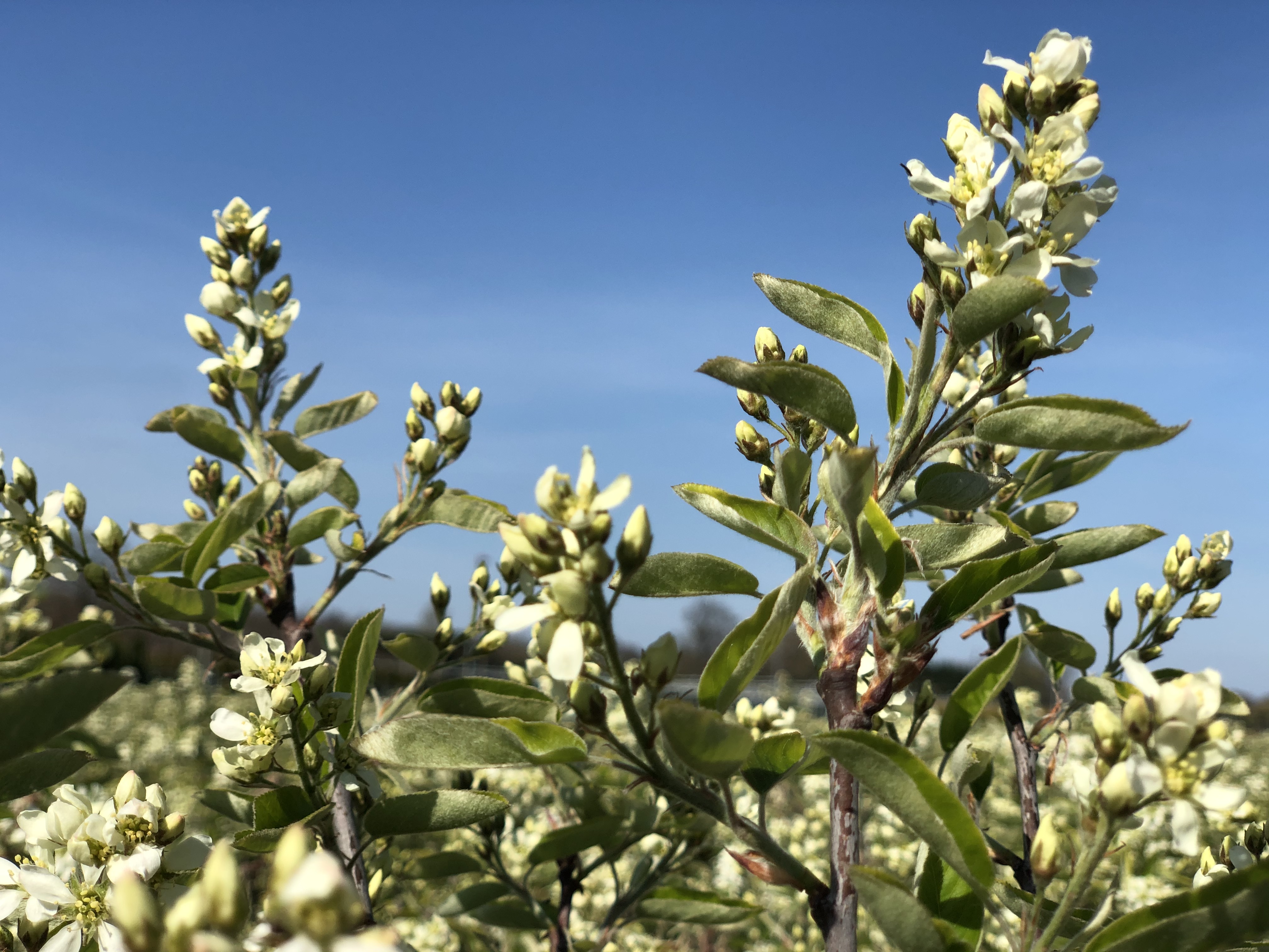 Saskatoon Berry®