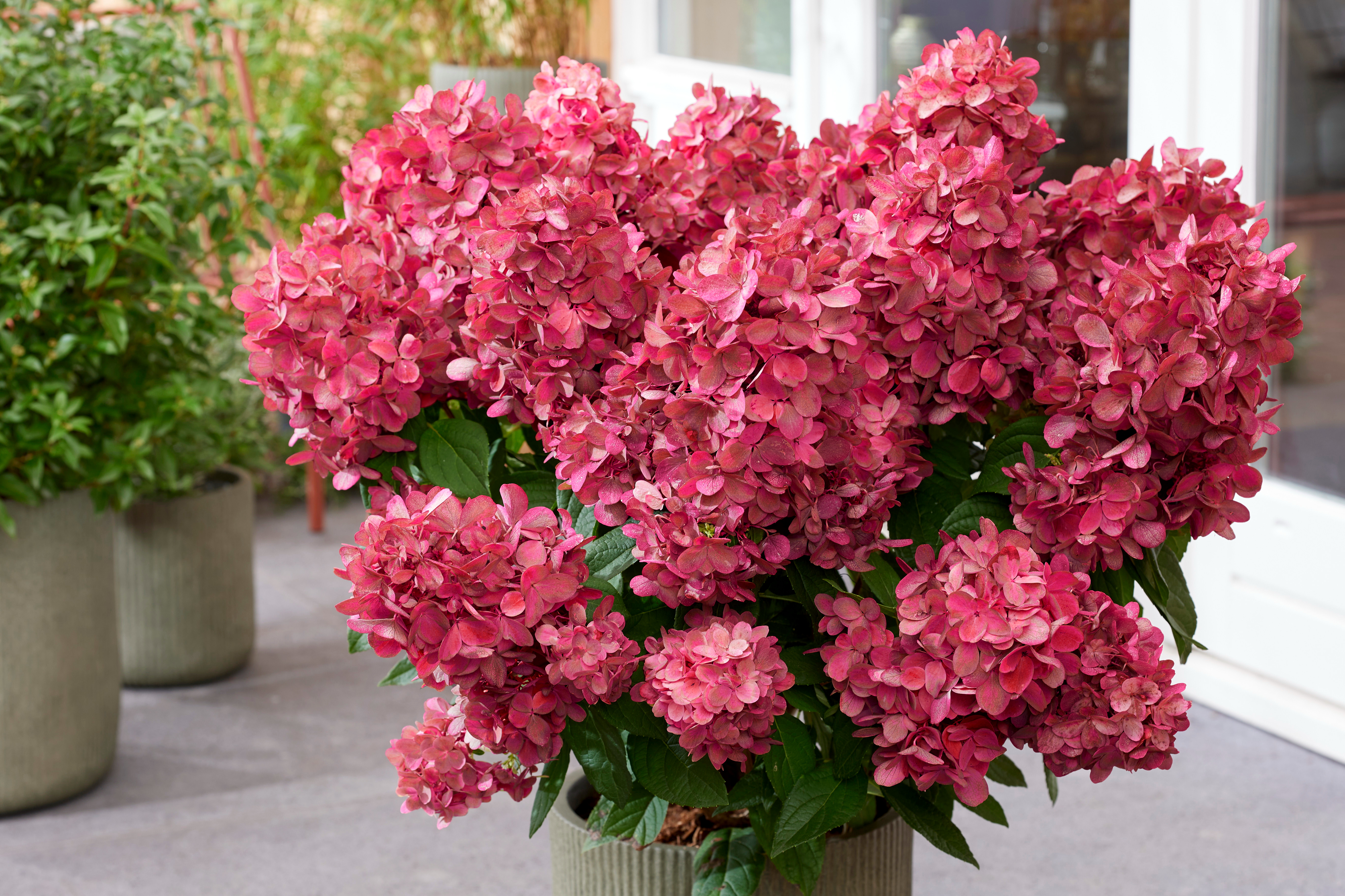 Hydrangea pan. 'Bloody Marie'®