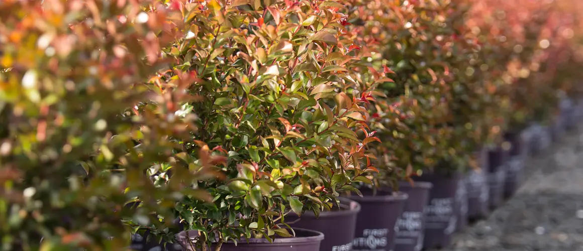 Klant worden bij Twenthe Plant