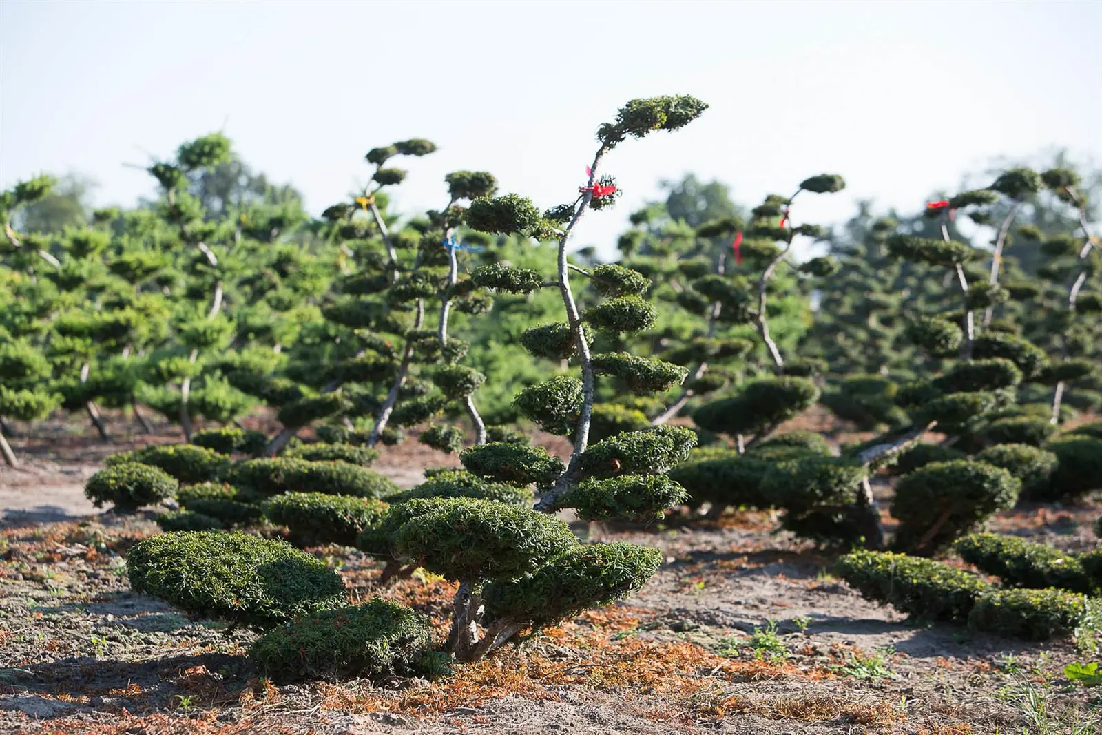 Tuinbonsais 
& vormbomen